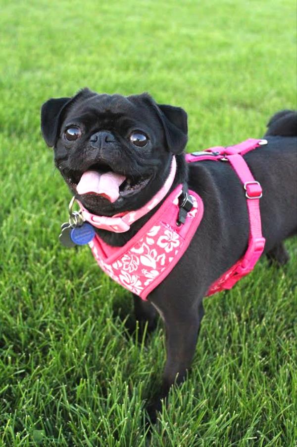 /Images/uploads/Humane Society of Utah/HSUCalendar/entries/600thumb.jpg